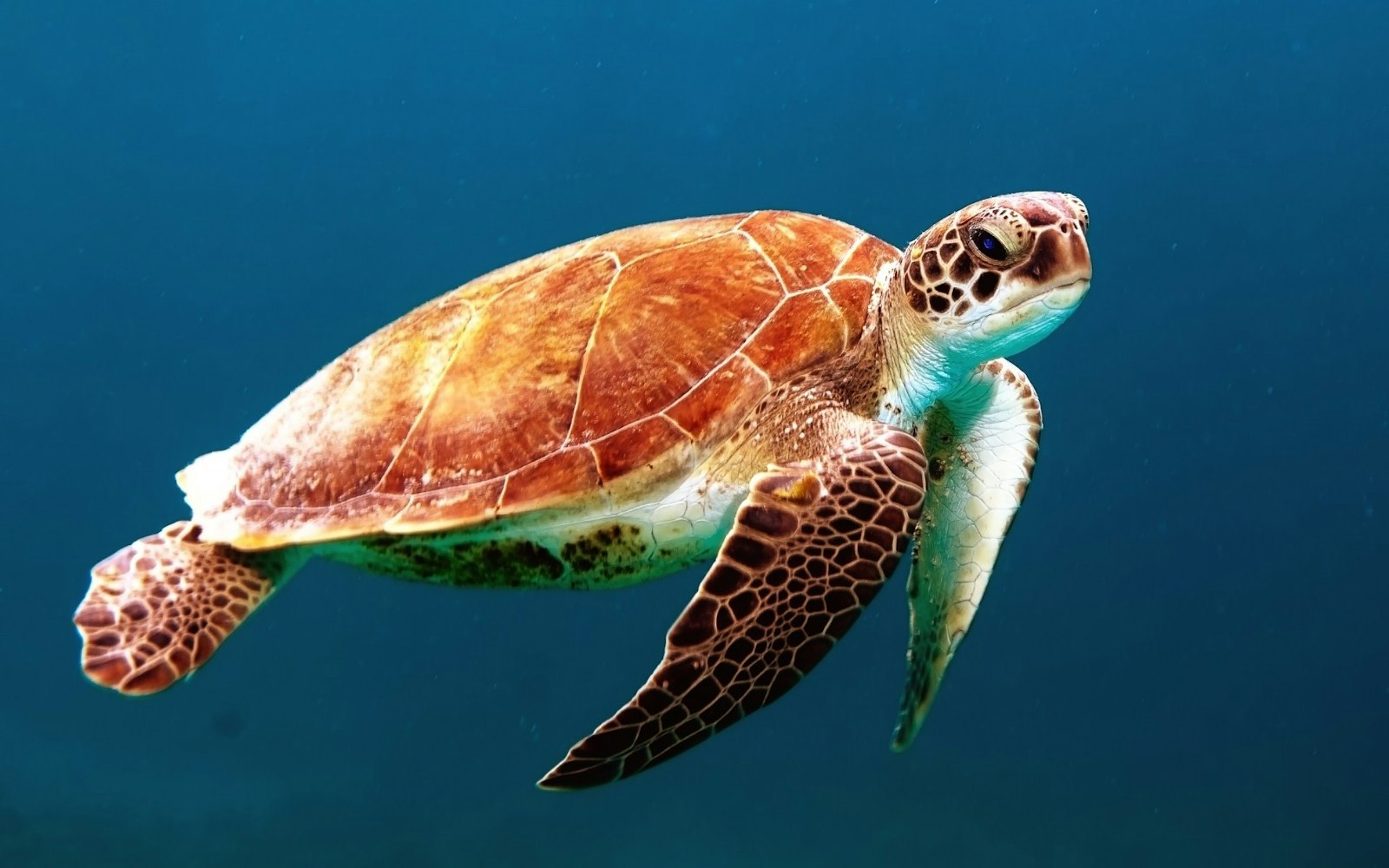 An underwater moment with DiveBuddy